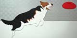 Border collie