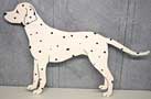 Dalmation