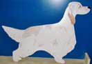 English Setter