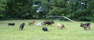 Photo of dogs at day care
