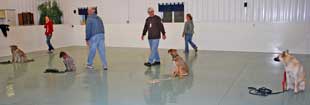 Intermediate Obedience Class