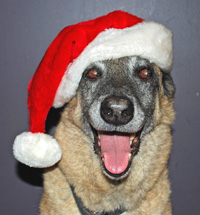 Lightning in Santa Hat