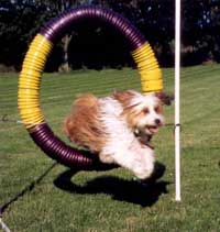 Photo of Tire Jump