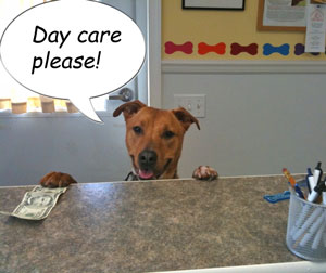 Photo of Murphy at Day Care counter