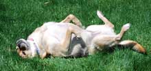 PHoto of Pebbles Rolling