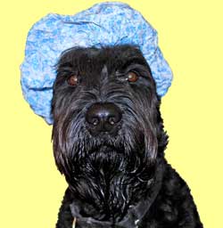 Photo of Raven in Shower cap
