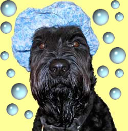 Raven in Shower cap