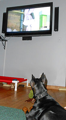 Photo of Dog watching TV