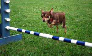 Photo of dog jump