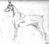 Doberman
