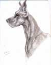 Great Dane
