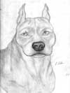 Pitbull