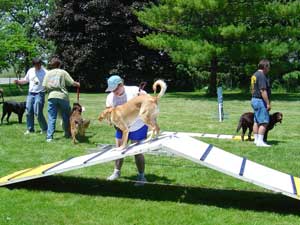 photo of basic dog walk