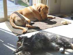 Photo of Dog and Cat sleeping