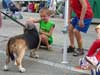 cornfest photo