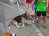 corn fest photo