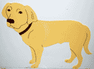 Photo of yellow lab standing cutout