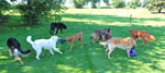 Dogs playing at day care