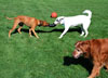 Dogs with frisbee