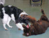 PHoto of dogs wrestling