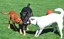 3 dogs tugging on toy