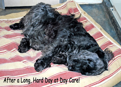 Dog sleeping at day care