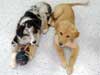 Photo of 2 puppies