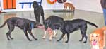 3 way tug at daycare
