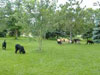 Photo of dogs playing