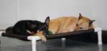 Dogs sleeping together at day care