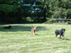 dogs in daycare
