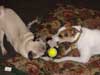 Photo of day care dogs