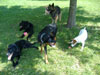 Photo of dogs playing