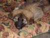 Photo of dog napping