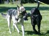 Photo of 2 dogs with toy