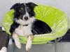 Photo of dog in chair