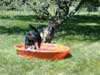 Photo of day care dog in pool