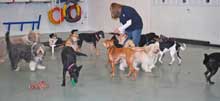 Sarah with Daycare dogs