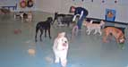 Day Care Group
