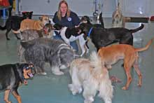 Sarah with day care dogs