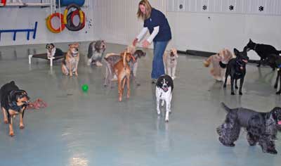 Sarah with 14 dogs