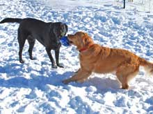 Photo of dogs playing in snow