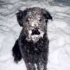 Photo of Raven in snow