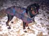 Photo of dog in coat and boots