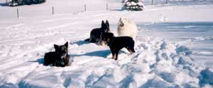 photo of dogs playing in snow