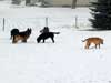 Photo of dogs playing in snow