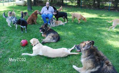 Photo of Steve with 14 daycare dogs