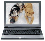 Doggie Day Care Web Cam Image