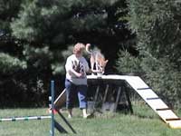 Photo of Dog Walk