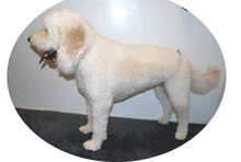 Photo of grooming goldendoodle